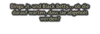 Bingu Jr. und Black Betty... ob die darauf warten, dass sie abgeholt werden?