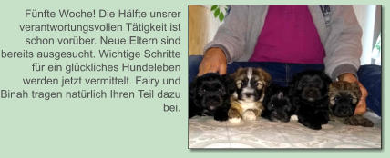 Fünfte Woche! Die Hälfte unsrer verantwortungsvollen Tätigkeit ist schon vorüber. Neue Eltern sind bereits ausgesucht. Wichtige Schritte für ein glückliches Hundeleben werden jetzt vermittelt. Fairy und Binah tragen natürlich Ihren Teil dazu bei.