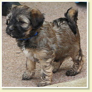 Puppy in Katzenfurt