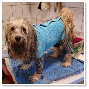 Mit Hundtuch nach dem Bad