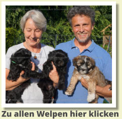 Zu allen Welpen hier klicken